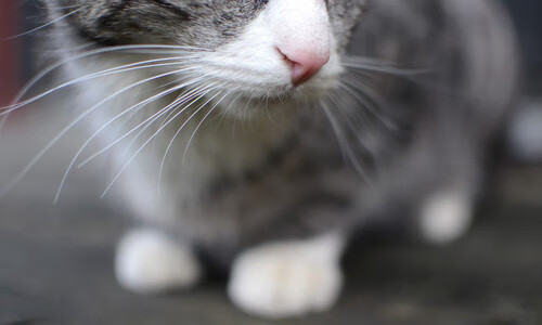 VALORANT 青年联赛报名火爆,valorant比赛官网