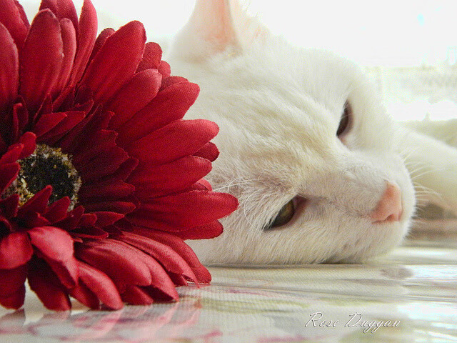 _世界巡回挑战赛:不断突破自我,挑战极限_,世界巡回总决赛