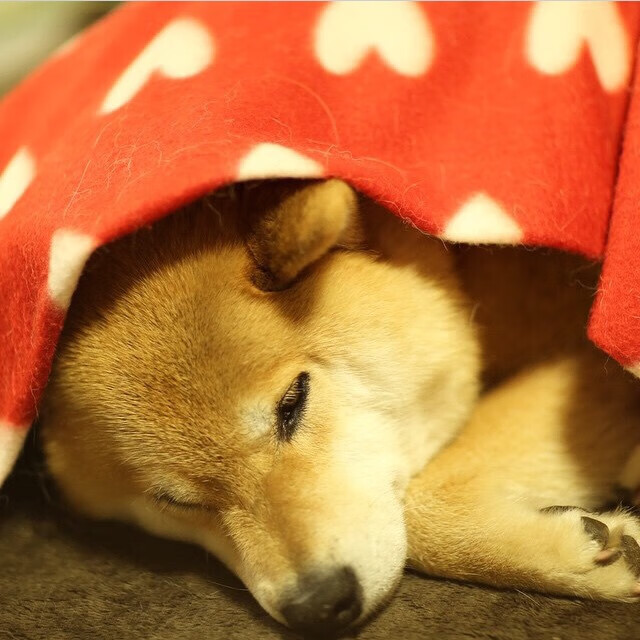 开云官方-_热火队防守反击，展现强大实力_，热火对队员