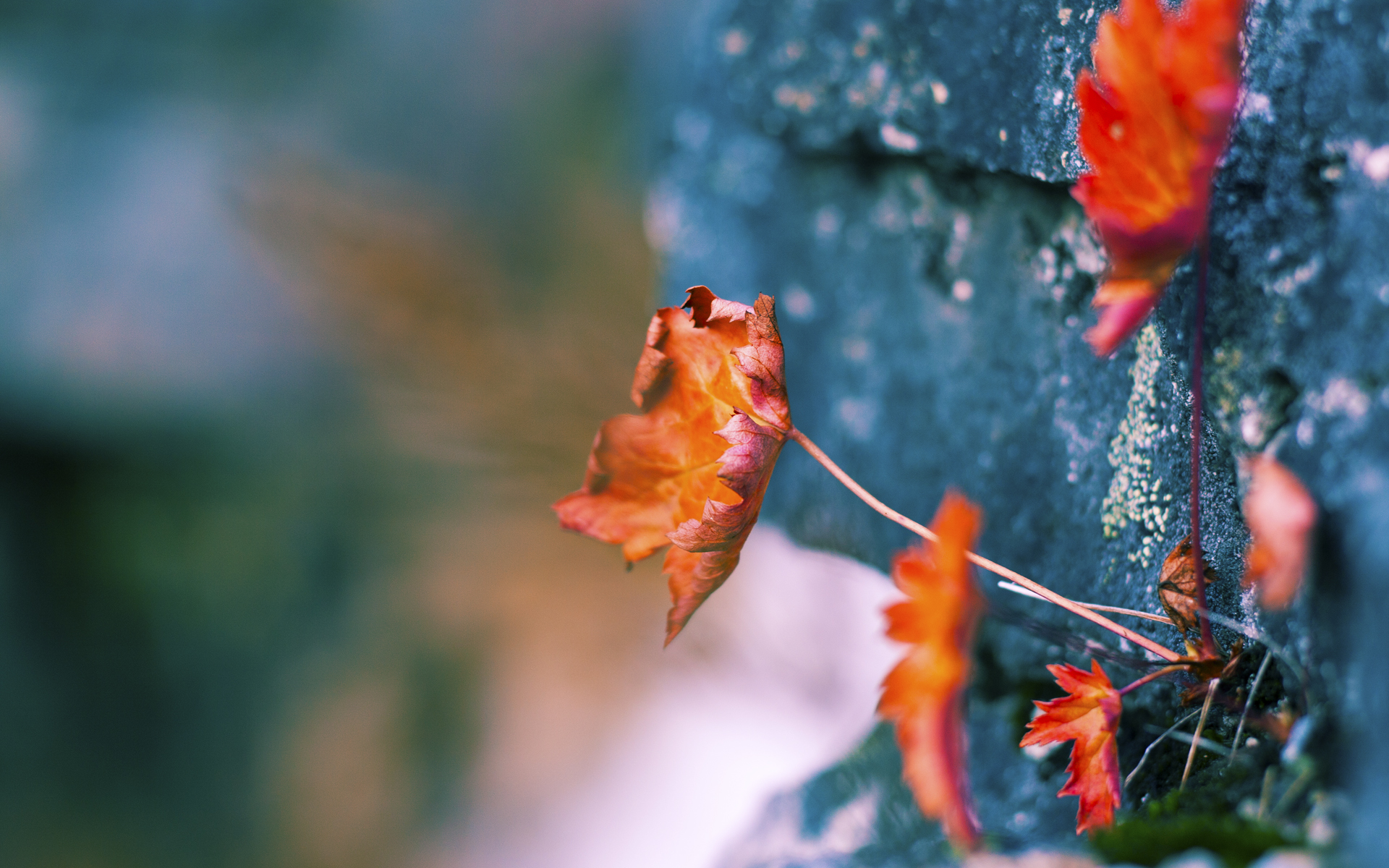 _逆转奇迹！弱者变强者，比赛精彩纷呈_，弱者变成强者的名人真实事例
