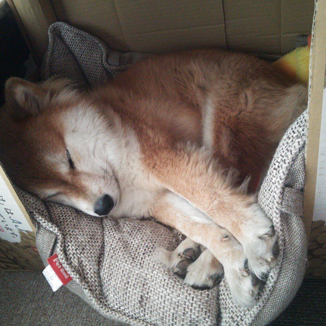 “德国足球火药味十足,争冠局势日益激烈”,德国足球强大