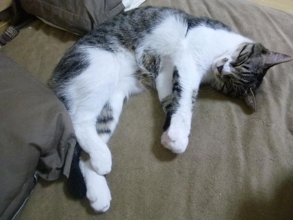 “青春逐梦”青少年篮球明星选拔赛在北京盛大举行,发掘潜力新星