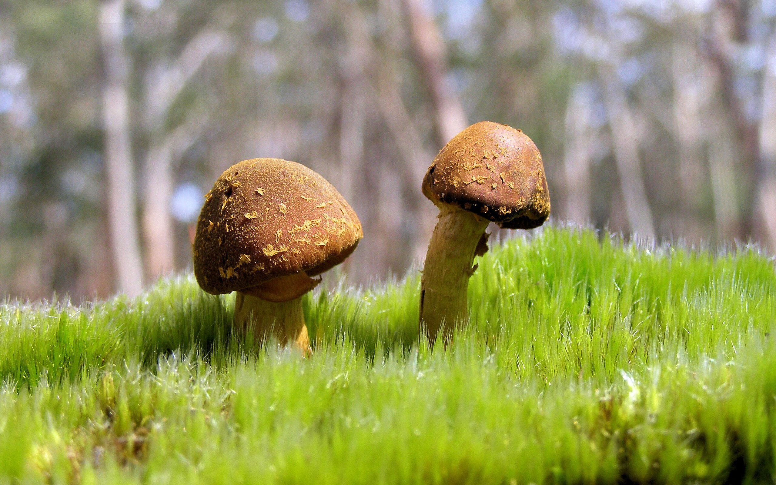 从小众到全球焦点:欧冠如何引爆世界足球热潮?,欧冠怎么样