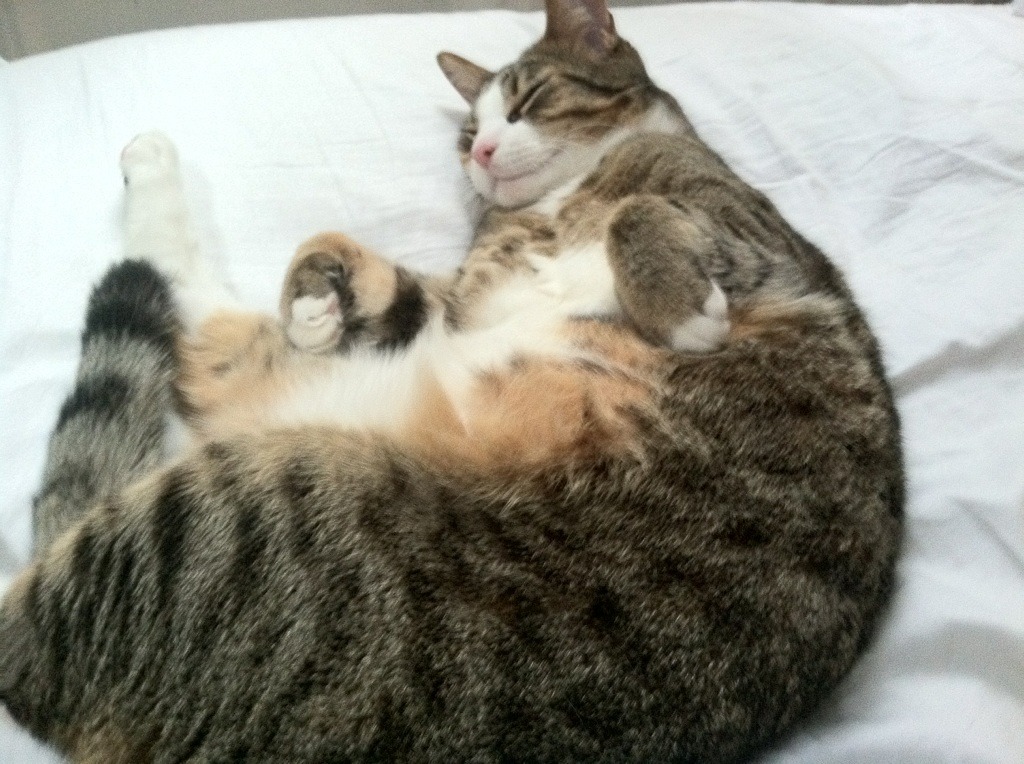 kaiyun.com-历史上的今日：足球场上的那些动人瞬间，足球场上的经典时刻