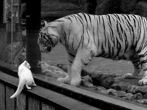 日本队新星表现抢眼,未来可期,日本队队员