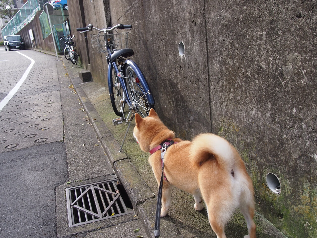 kaiyun体育app-日本马术协会授予佐藤健一“年度最佳障碍赛骑手”称号。，佐藤健介绍