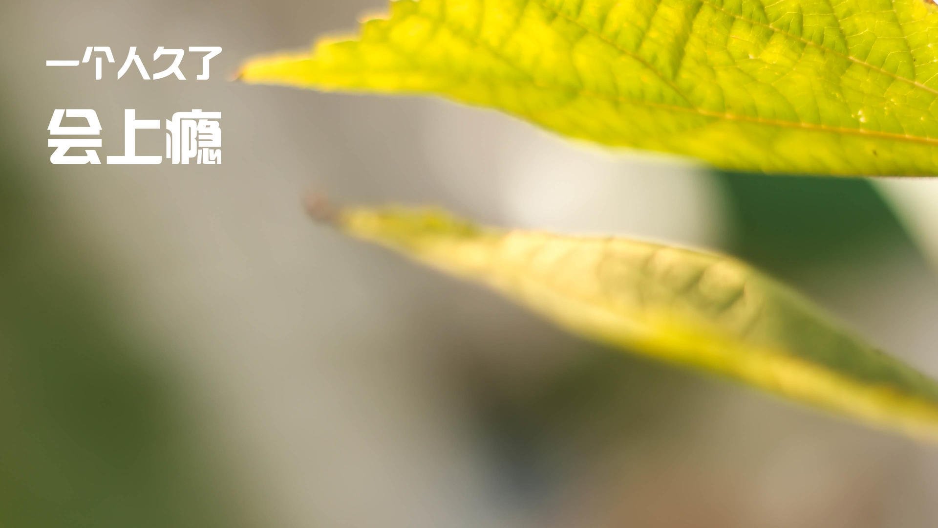 利物浦中场轮换对进攻节奏有何影响,利物浦历史十大中场