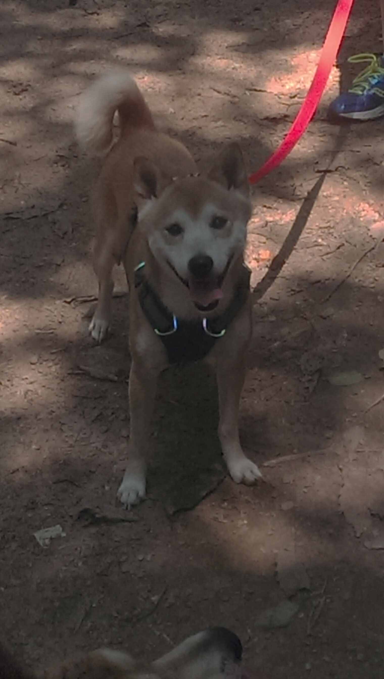 墨西哥男足在巴黎奥运会比赛中以2-0战胜西班牙,奥运男足墨西哥对巴西比分预测