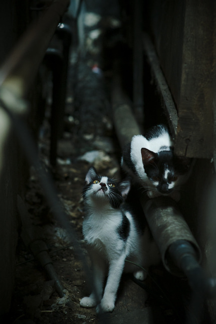 德国羽毛球选手在女子单打比赛中获得第九名,德国羽毛球女子运动员