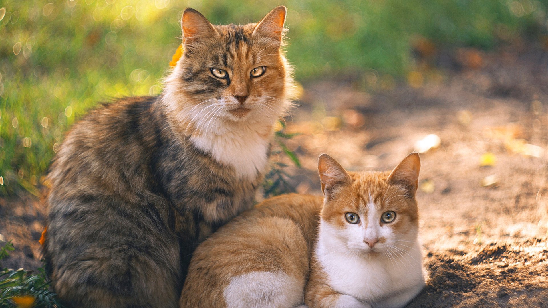 热火爵士精彩对决，场上实力对决点燃球场，热火和爵士的比赛