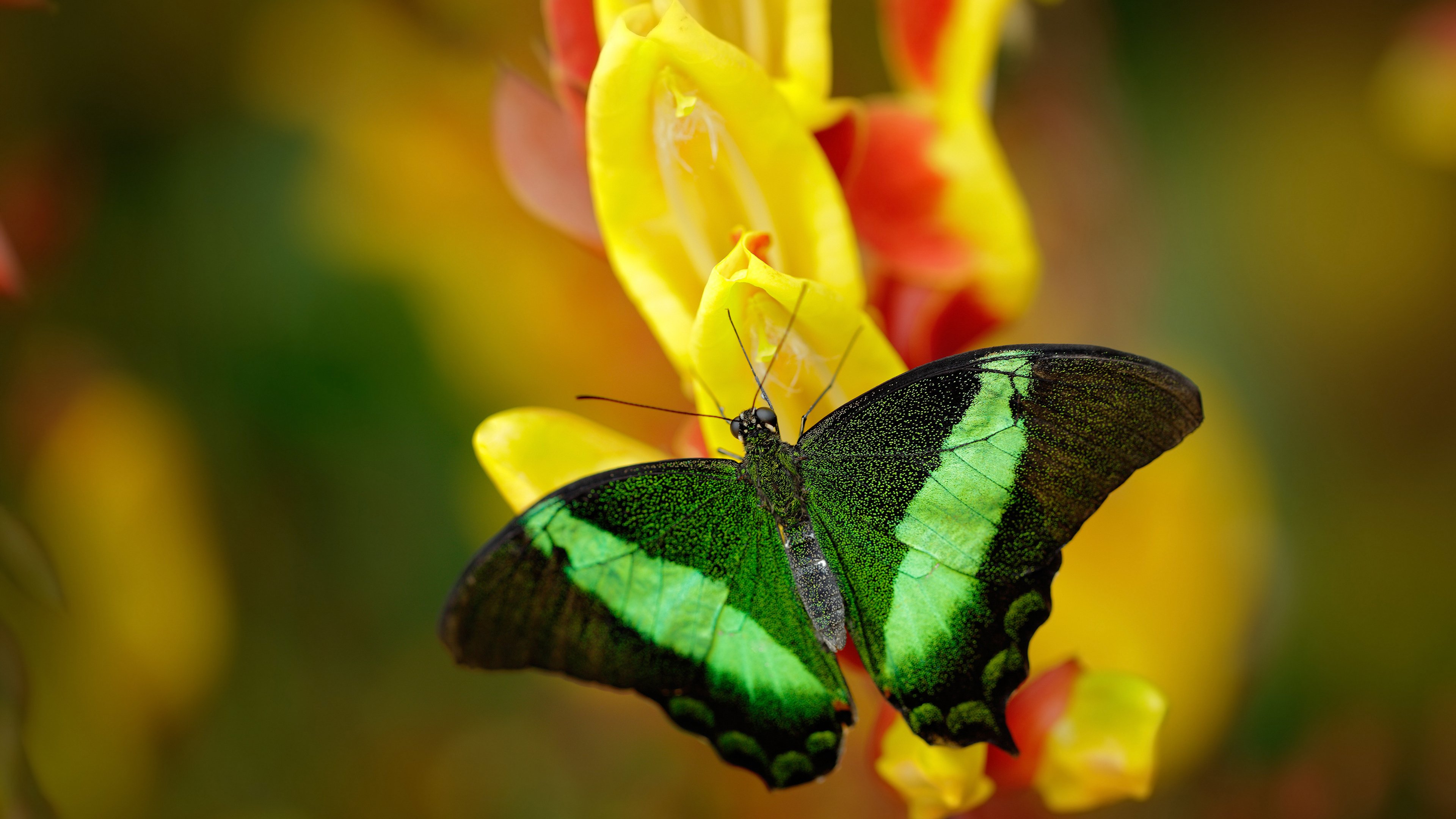 石油人防守压迫力加强，石油人防守压迫力加强