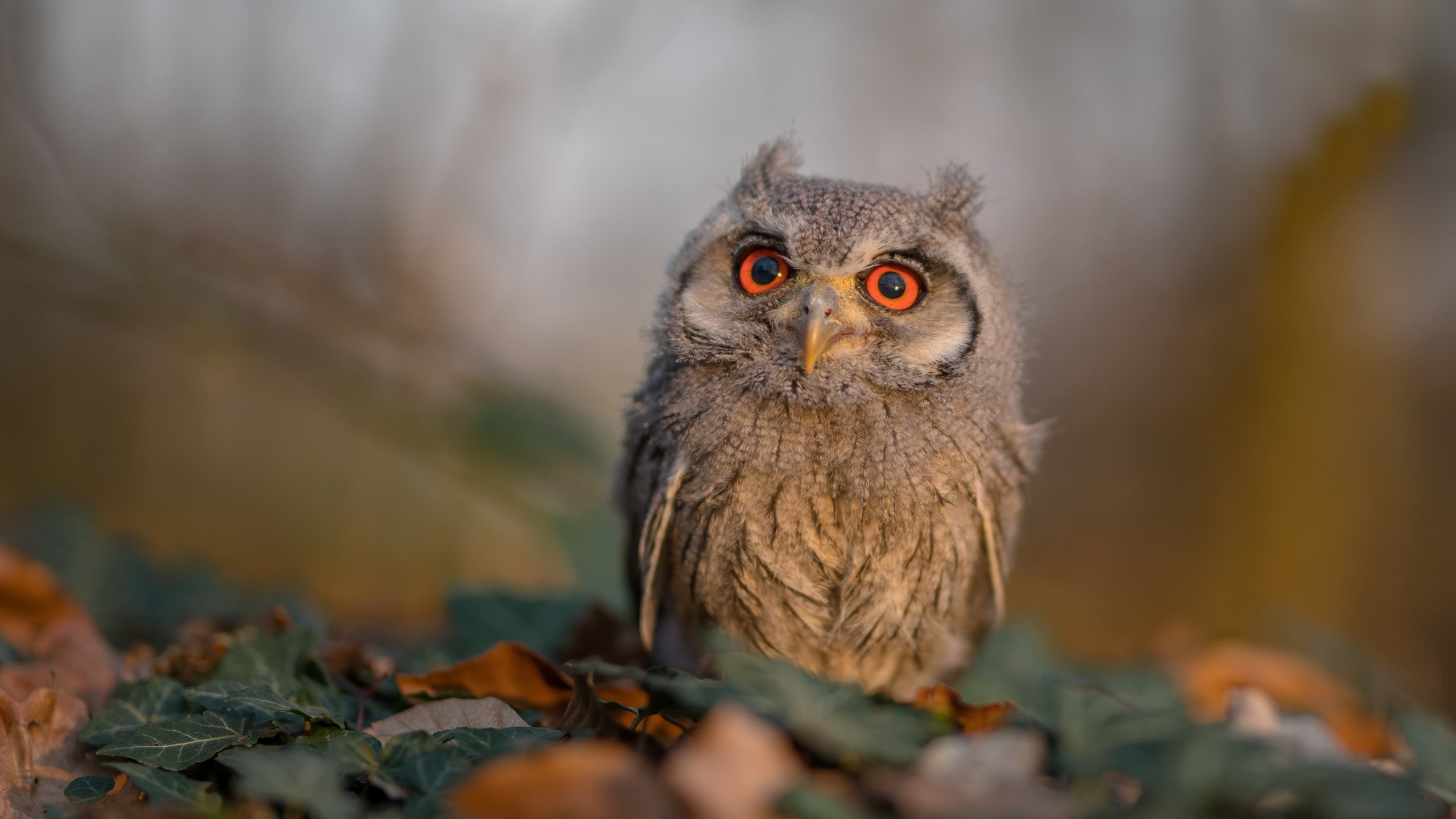 西班牙人主场小胜科尔多巴，勉强保级，西班牙人4连胜升至榜首