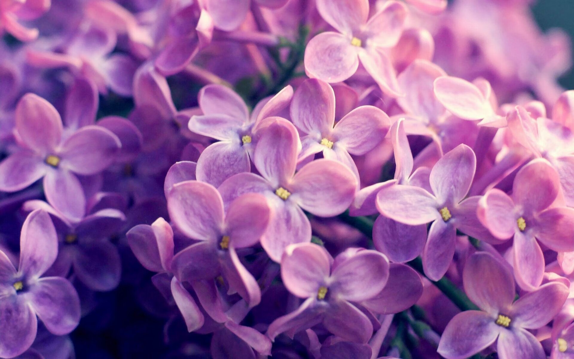 选手转会市场持续升温，职业选手转会是自愿的吗