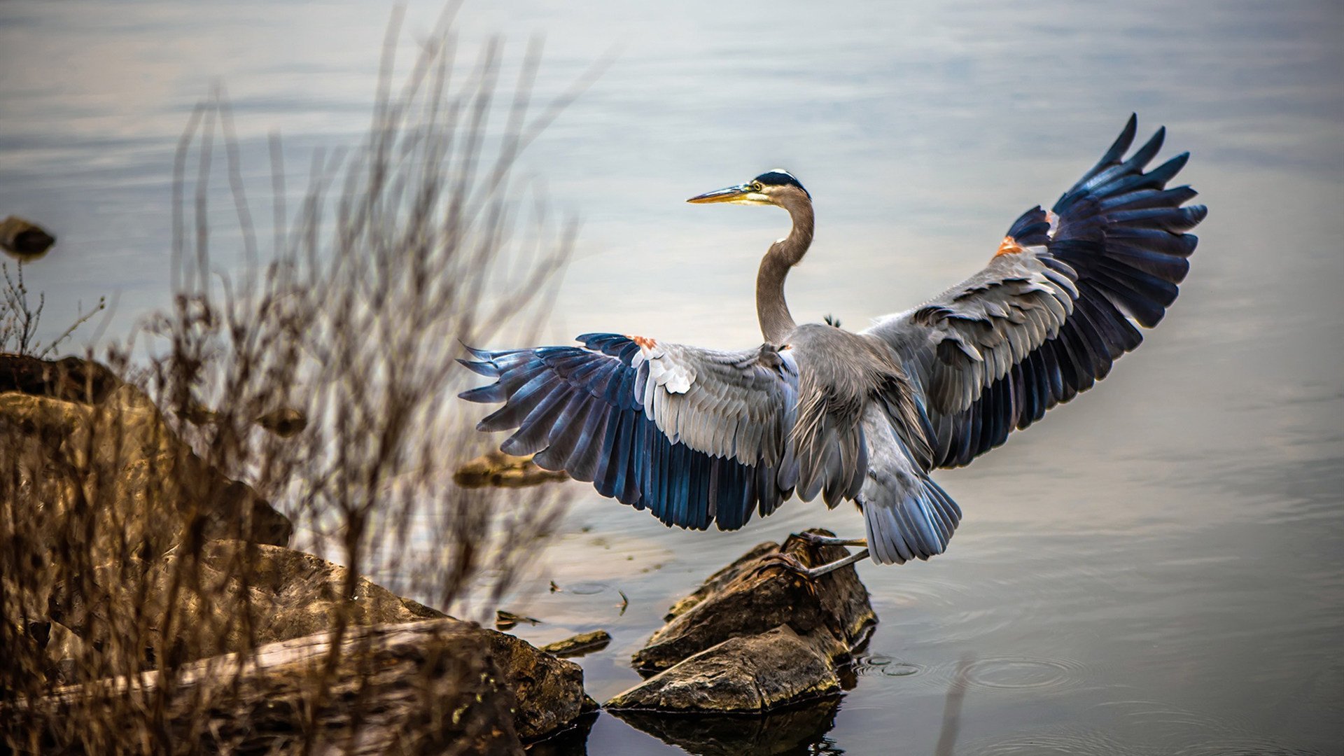 中国篮球职业联赛媒体传播策略及粉丝文化培养，篮球文化公司