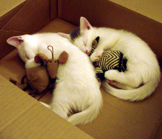 全国青少年长跑比赛在武汉激情上演，武汉长跑赛事