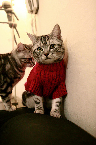 篮球专项技能动作标准化训练体系,篮球专项技能动作标准化训练体系是什么