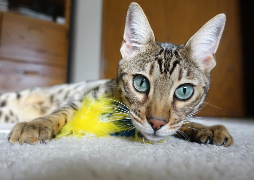 “电动冲浪:2025世界运动会马鞍山赛场上演未来水上竞技”