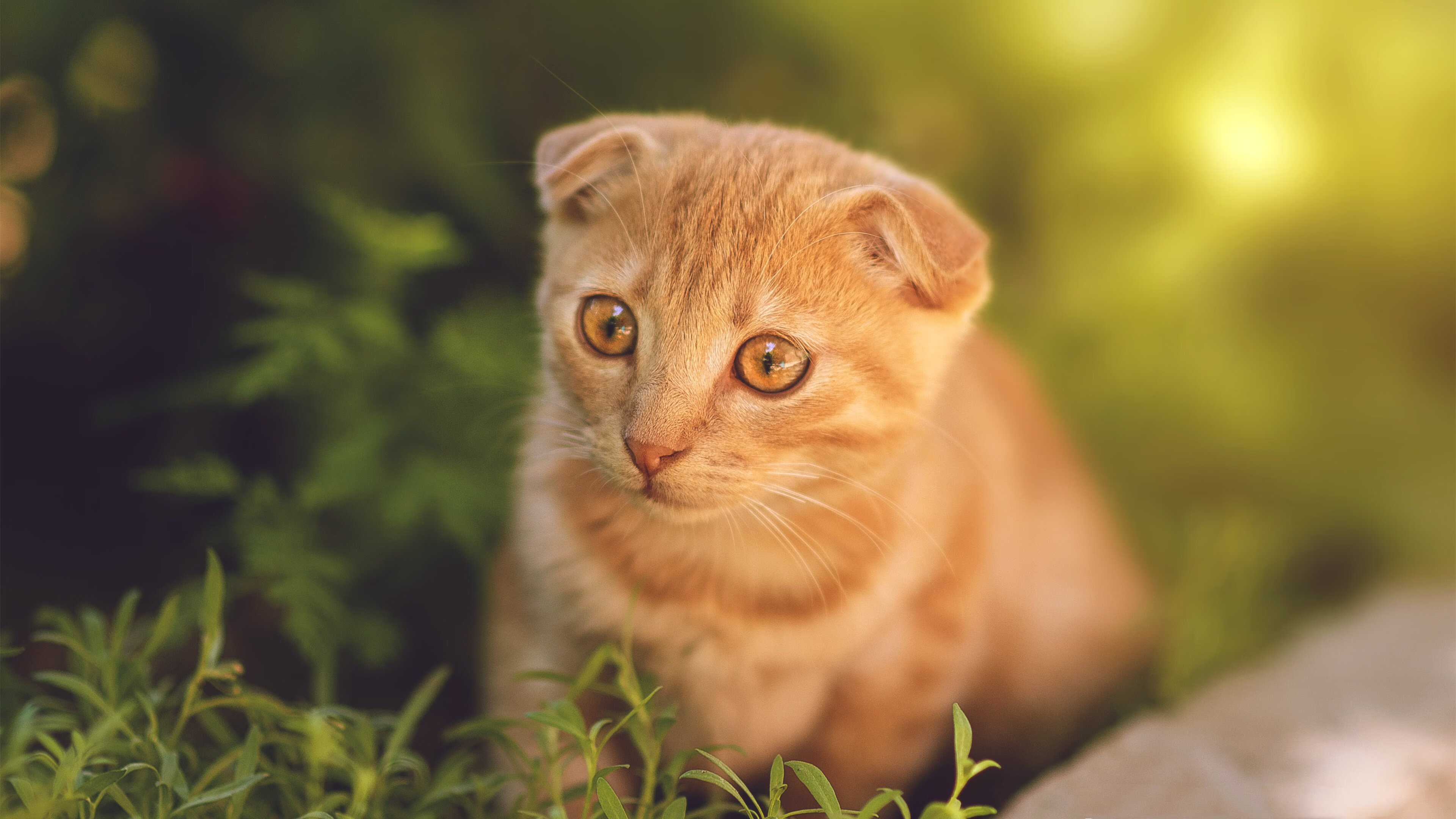 中国三人篮球女队强化篮板球控制,中国三人女篮规则