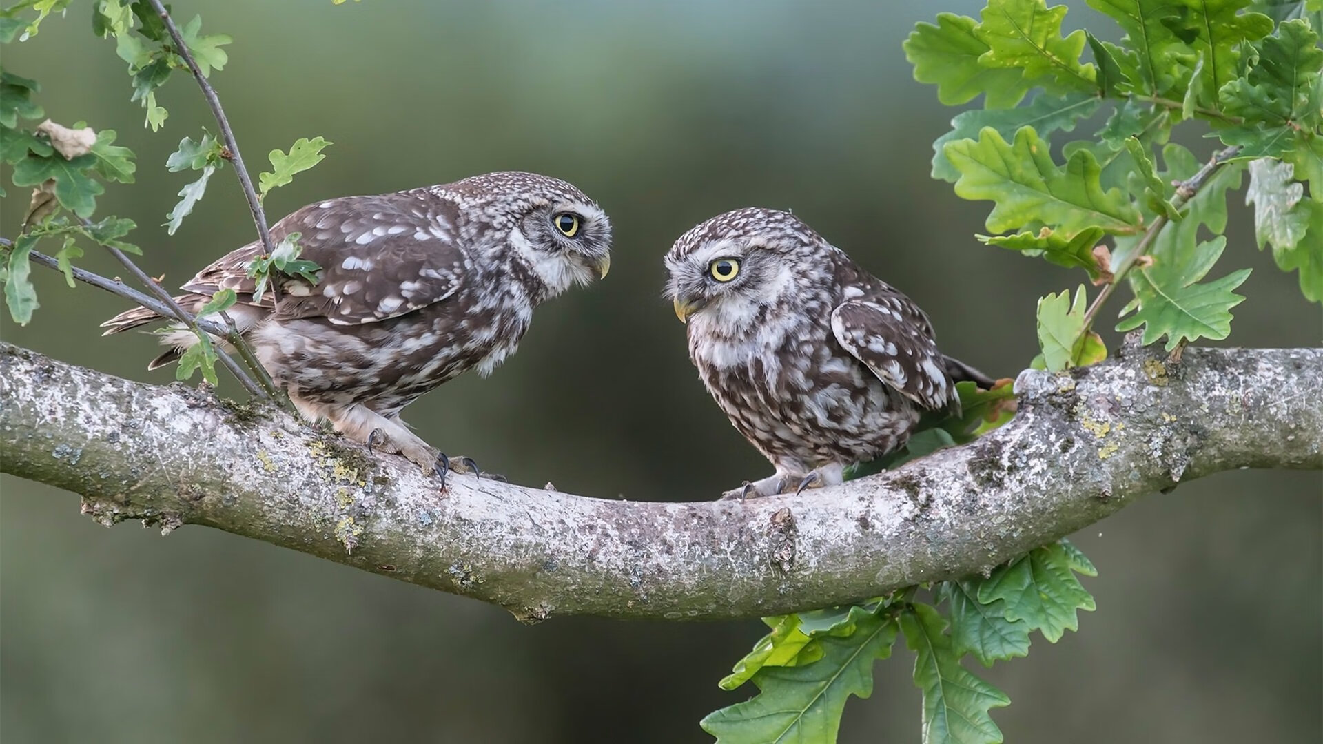 新赛季装备检查机制纳入规则制定流程,装备检查方案