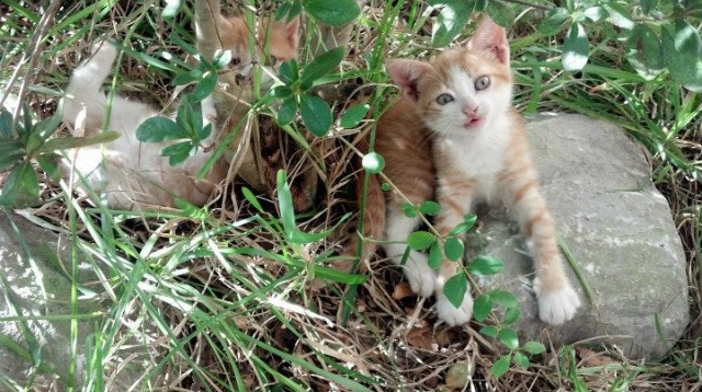 哈伦冲线瞬间引爆现场欢呼,哈伦能源集团官网