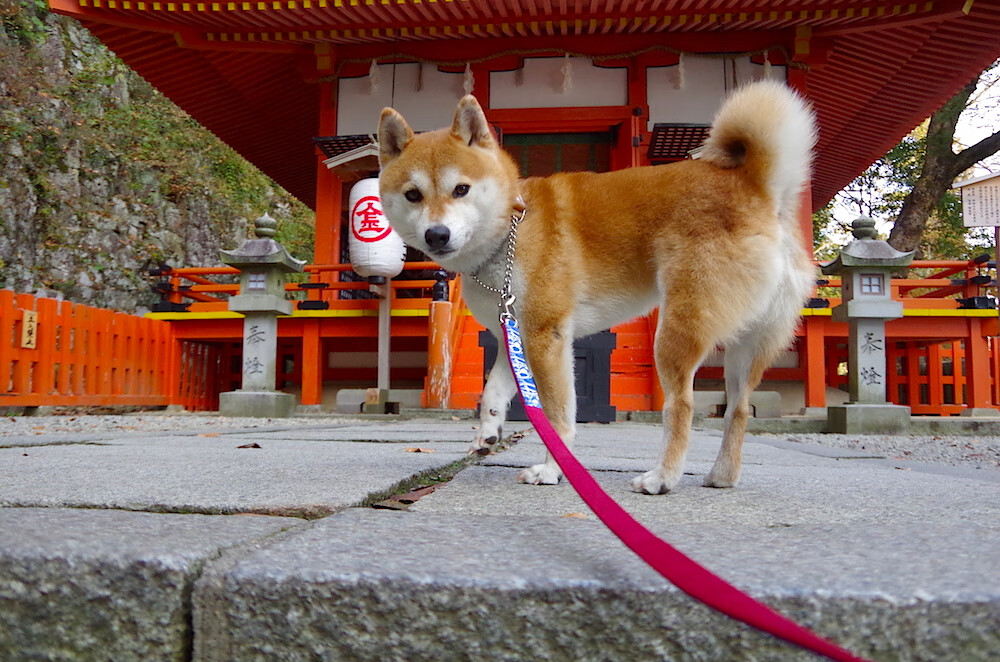 朱婷逆风翻盘奥运会,朱婷逆转的比赛