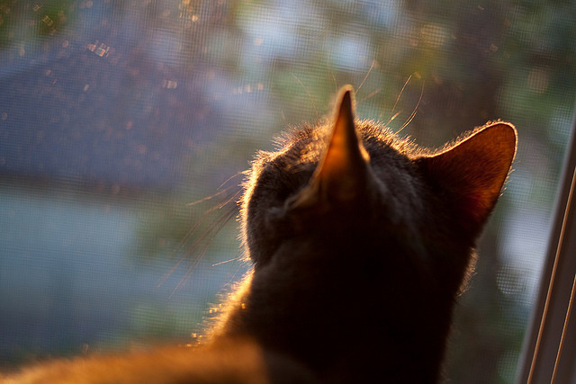 比利时男篮在欧洲比赛中战绩优异,逐步跻身顶级强队行列