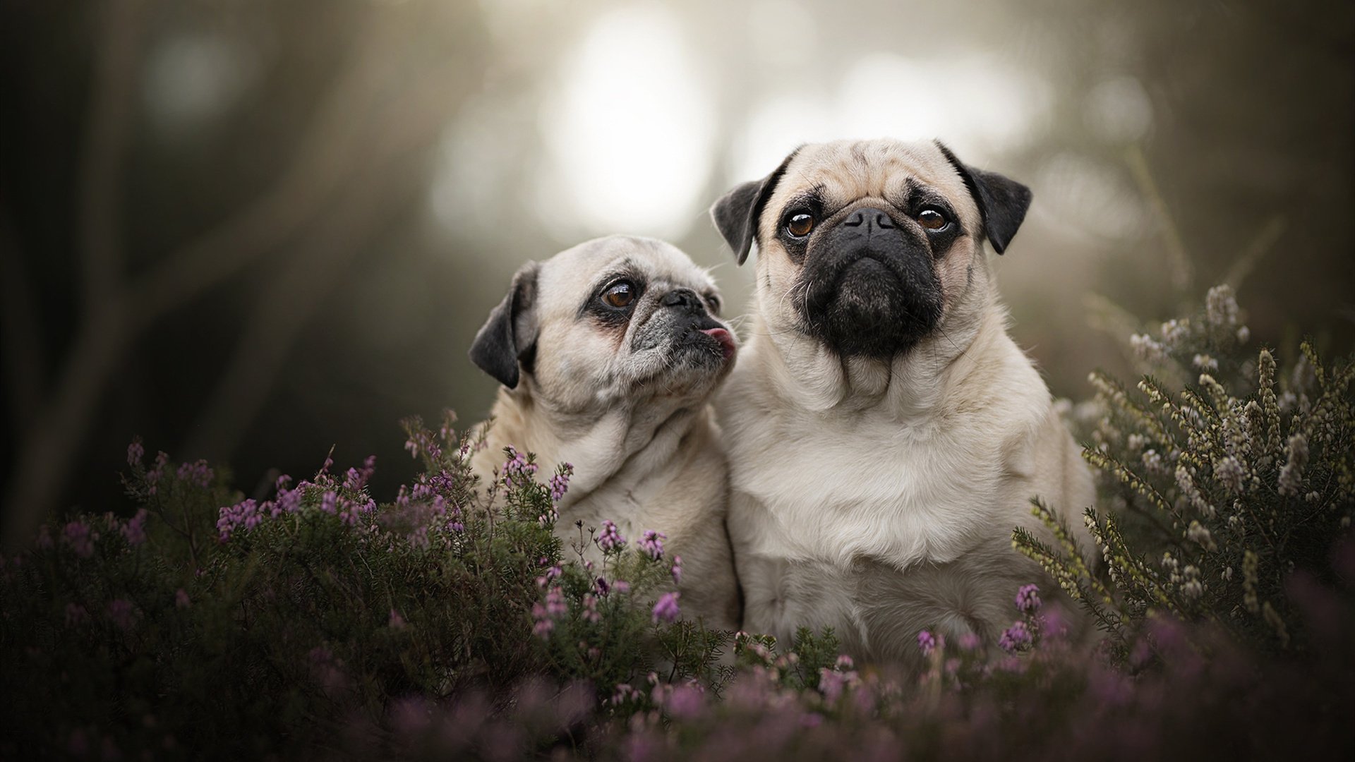 美洲杯激情碰撞：战术大师的较量，美洲杯完整视频