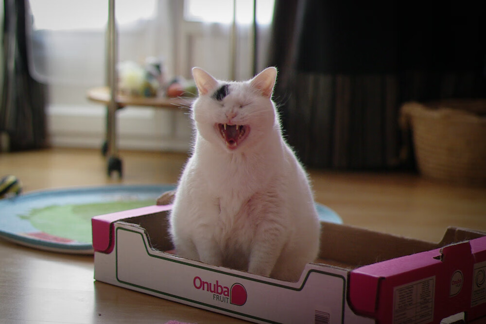 肯尼亚女篮在非洲锦标赛中奋勇冲击奖牌,提升国际影响力